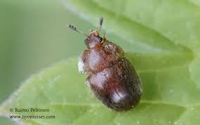 Attēlu rezultāti vaicājumam “Cychramus luteus”