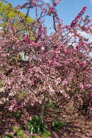 Attēlu rezultāti vaicājumam “Malus domestica flower”