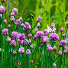 Image result for Allium schoenoprasum