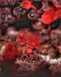 Attēlu rezultāti vaicājumam “Heterotrichia oerstedii (syn. Arcyria oerstedii) young”