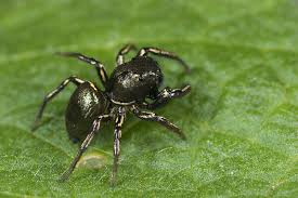 Attēlu rezultāti vaicājumam “Heliophanus sp.”