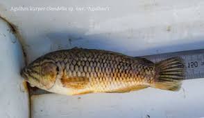 Image result for Pseudomyxus capensis