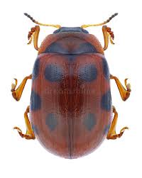 Attēlu rezultāti vaicājumam “Gonioctena”