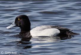 Image result for Aythya marila