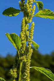 Attēlu rezultāti vaicājumam “Amaranthus retroflexus leaf”