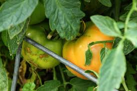 Afbeeldingsresultaat voor blushing yellow tomato