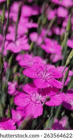 Attēlu rezultāti vaicājumam “Dianthus deltoides”