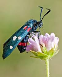 Attēlu rezultāti vaicājumam “Zygaena cocoon”