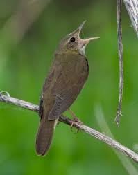 Image result for Locustella fluviatilis