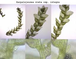 Attēlu rezultāti vaicājumam “Harpanthus scutatus”