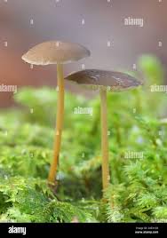 Attēlu rezultāti vaicājumam “Strobilurus esculentus”