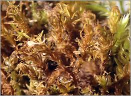 Attēlu rezultāti vaicājumam “Didymodon fallax var. brevifolius”