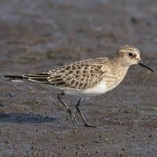 Image result for Calidris bairdii