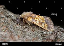 Attēlu rezultāti vaicājumam “Gortyna flavago”