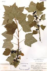 Attēlu rezultāti vaicājumam “Ribes nigrum”