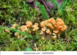 Attēlu rezultāti vaicājumam “Lignydium muscorum plasmodium”