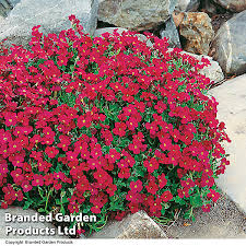 Image result for Aubrieta hybrida (cultorum)