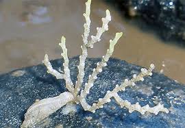 Attēlu rezultāti vaicājumam “Bryozoa”