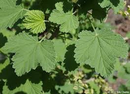 Attēlu rezultāti vaicājumam “Ribes rubrum”