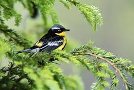 Image result for Dendroica magnolia