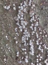 Attēlu rezultāti vaicājumam “Phleogena faginea stalked”