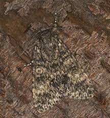 Attēlu rezultāti vaicājumam “Acronicta megacephala”