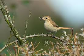 Image result for Lanius isabellinus