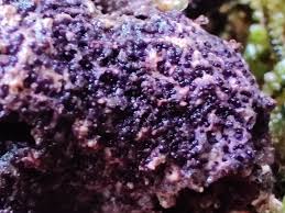 Attēlu rezultāti vaicājumam “Nectriopsis violacea”