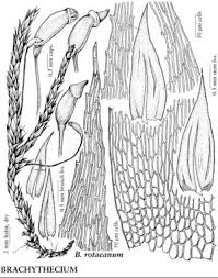 Attēlu rezultāti vaicājumam “Brachythecium”