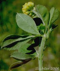 Attēlu rezultāti vaicājumam “Medicago lupulina”