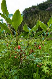 Attēlu rezultāti vaicājumam “Menziesia ferruginea”