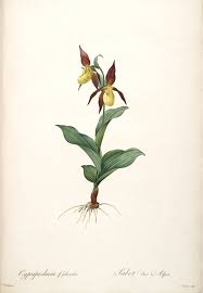 Attēlu rezultāti vaicājumam “Cypripedium calceolus”