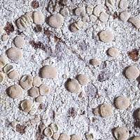 Attēlu rezultāti vaicājumam “Lecanora albella”