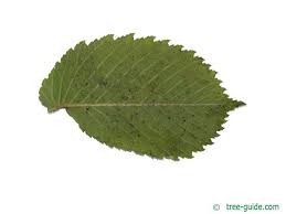 Attēlu rezultāti vaicājumam “Ulmus laevis”