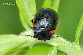 Attēlu rezultāti vaicājumam “Chrysolina sanguinolenta”