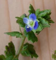 Attēlu rezultāti vaicājumam “Veronica agrestis flower”