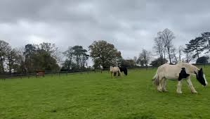 Image result for Palmers Riding Stables