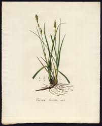 Attēlu rezultāti vaicājumam “Carex hirta”