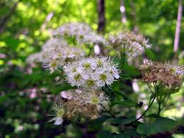 Attēlu rezultāti vaicājumam “Spiraea chamaedryfolia flower”