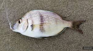 Image result for Stenotomus chrysops