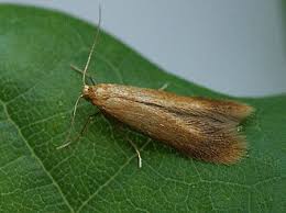 Attēlu rezultāti vaicājumam “Tischeria ekebladella”