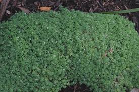 Attēlu rezultāti vaicājumam “Sedum pallidum leaf”