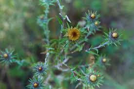 Attēlu rezultāti vaicājumam “Carlina vulgaris”