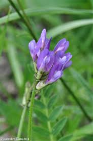 Attēlu rezultāti vaicājumam “Astragalus danicus fruit”