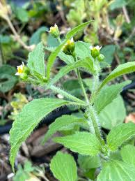 Attēlu rezultāti vaicājumam “Galinsoga quadriradiata leaf”