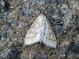 Attēlu rezultāti vaicājumam “Mecyna flavalis”