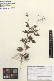 Attēlu rezultāti vaicājumam “Galinsoga quadriradiata”