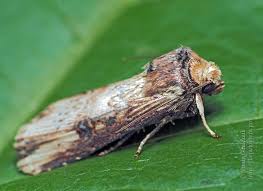 Attēlu rezultāti vaicājumam “Axylia putris”