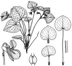 Attēlu rezultāti vaicājumam “Viola mirabilis leaf”