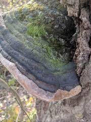 Attēlu rezultāti vaicājumam “Phellinus populicola”
